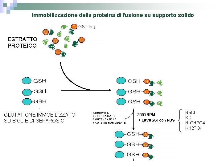 Immobilizzazione della proteina di fusione su supporto solido ESTRATTO PROTEICO GLUTATIONE IMMOBILIZZATO SU BIGLIE