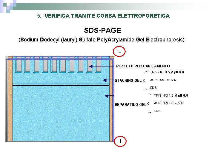 5. VERIFICA TRAMITE CORSA ELETTROFORETICA SDS-PAGE (Sodium Dodecyl (lauryl) Sulfate Poly. Acrylamide Gel Electrophoresis)