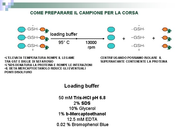 COME PREPARARE IL CAMPIONE PER LA CORSA loading buffer 95° C + 13000 rpm