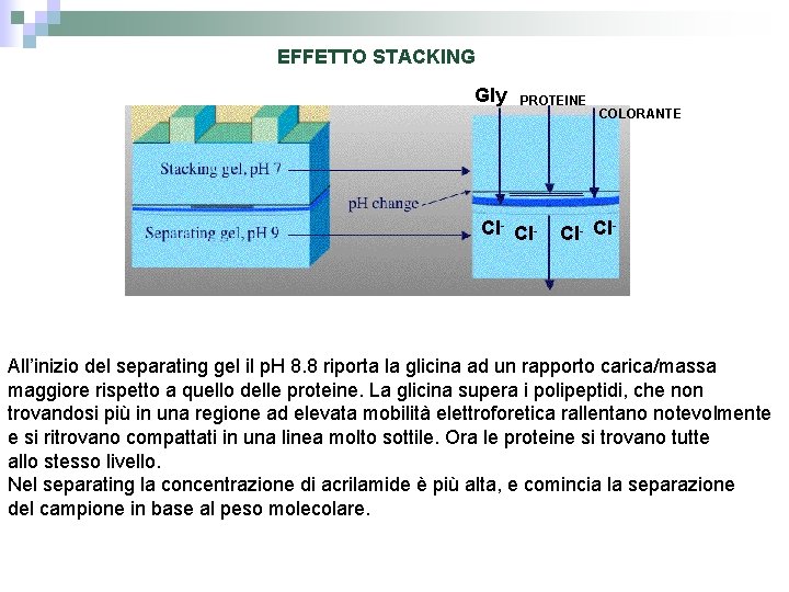 EFFETTO STACKING Gly PROTEINE Cl- COLORANTE Cl- Cl All’inizio del separating gel il p.