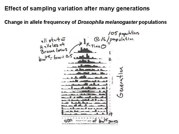 Effect of sampling variation after many generations Change in allele frequencey of Drosophila melanogaster