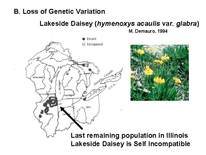 B. Loss of Genetic Variation Lakeside Daisey (hymenoxys acaulis var. glabra) M. Demauro, 1994