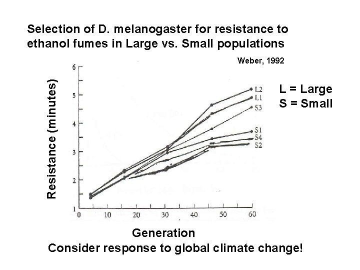 Selection of D. melanogaster for resistance to ethanol fumes in Large vs. Small populations