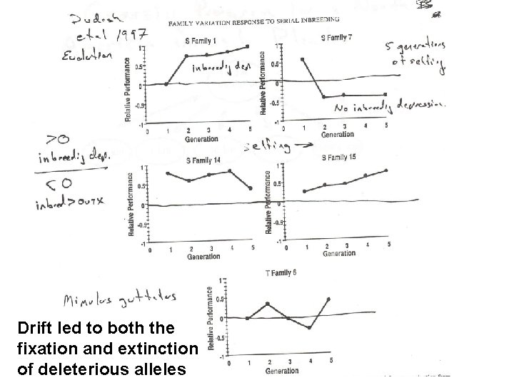 Drift led to both the fixation and extinction of deleterious alleles 