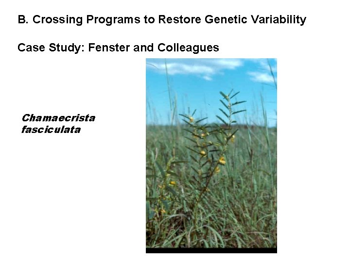 B. Crossing Programs to Restore Genetic Variability Case Study: Fenster and Colleagues Chamaecrista fasciculata