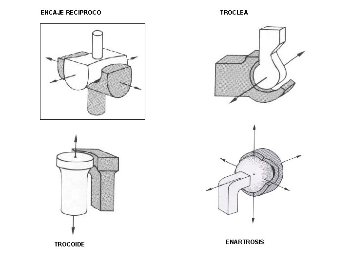 ENCAJE RECIPROCO TROCOIDE TROCLEA ENARTROSIS 