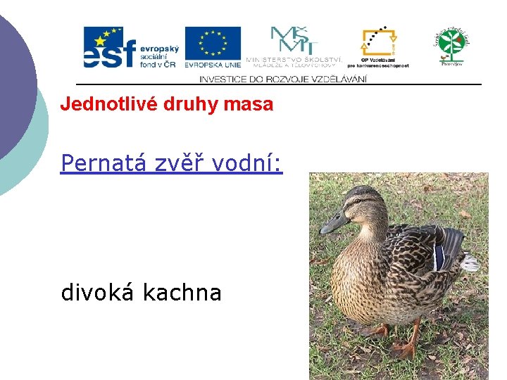 Jednotlivé druhy masa Pernatá zvěř vodní: divoká kachna 