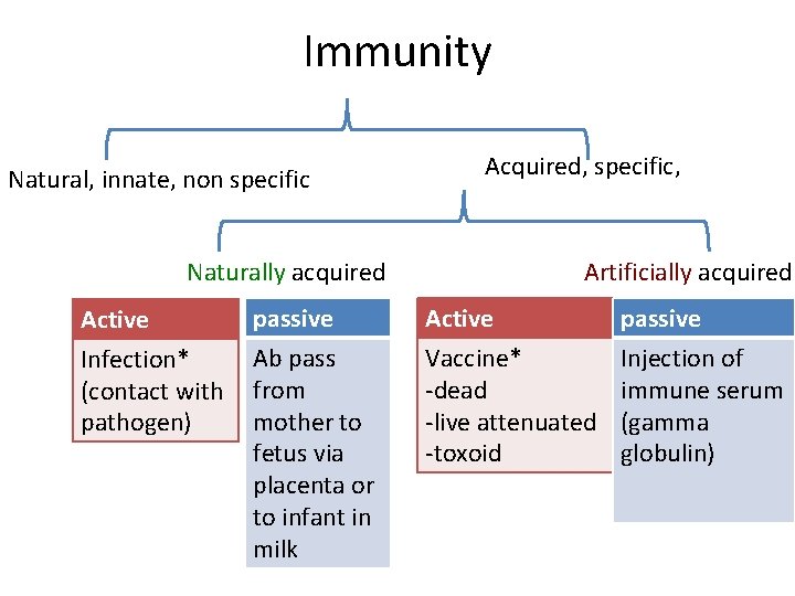 Immunity Natural, innate, non specific Naturally acquired Active Infection* (contact with pathogen) passive Ab