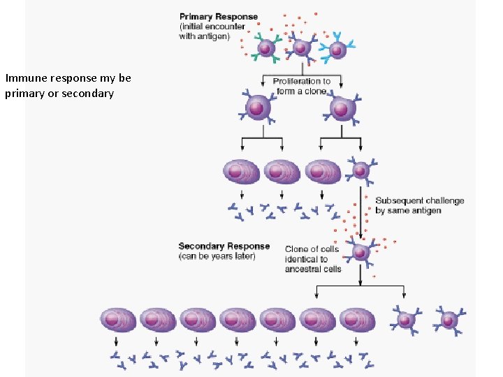Immune response my be primary or secondary 