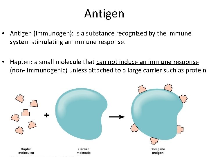 Antigen • Antigen (immunogen): is a substance recognized by the immune system stimulating an