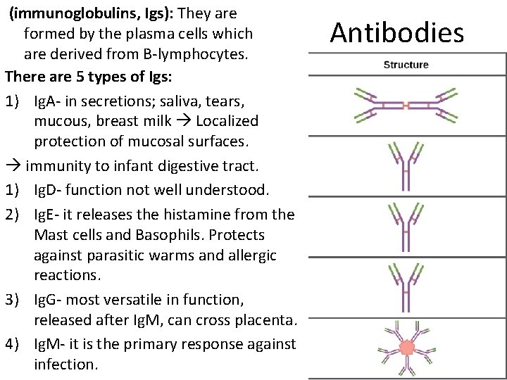 (immunoglobulins, Igs): They are formed by the plasma cells which are derived from B-lymphocytes.