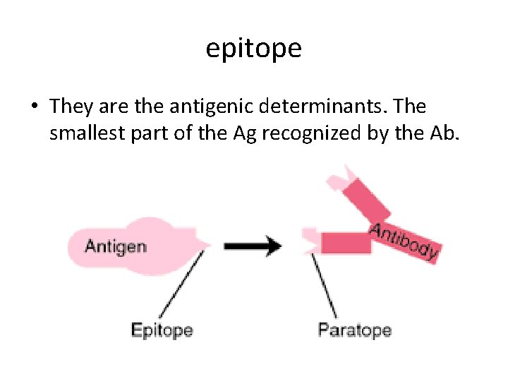 epitope • They are the antigenic determinants. The smallest part of the Ag recognized