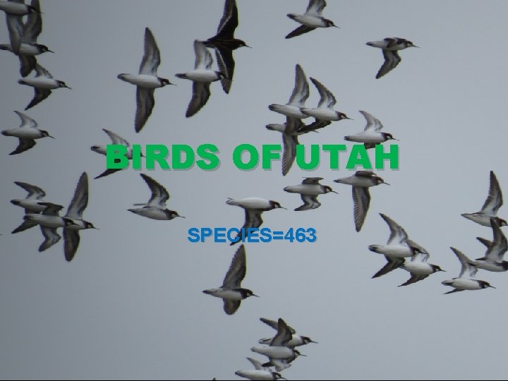 BIRDS OF UTAH SPECIES=463 