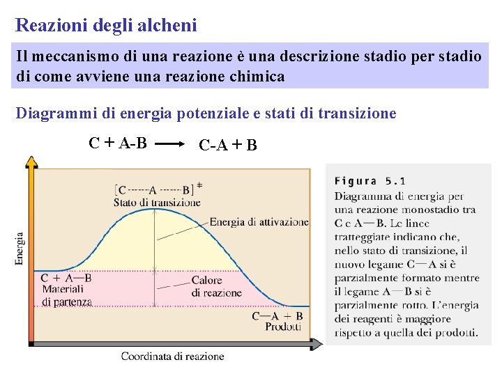 Reazioni degli alcheni Il meccanismo di una reazione è una descrizione stadio per stadio