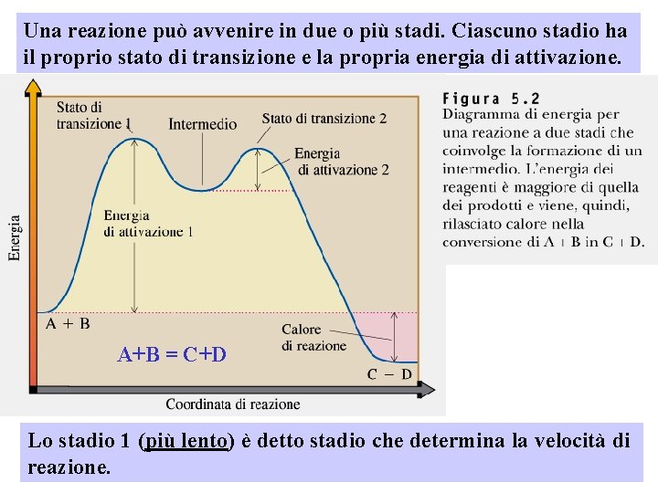 Una reazione può avvenire in due o più stadi. Ciascuno stadio ha il proprio