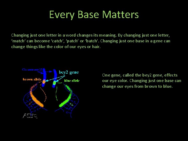 Every Base Matters Changing just one letter in a word changes its meaning. By