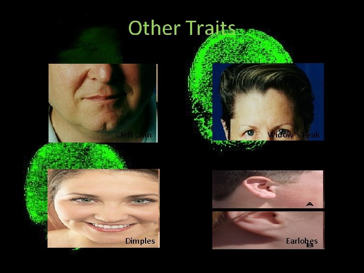 Other Traits Cleft Chin Dimples Widow’s Peak Earlobes 