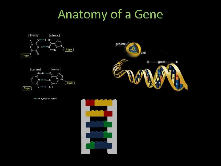 Anatomy of a Gene 