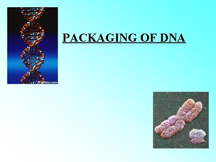 PACKAGING OF DNA 