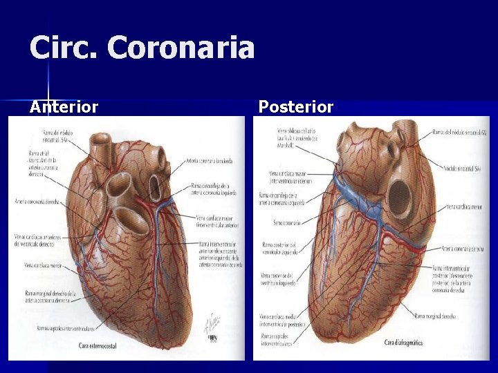 Circ. Coronaria Anterior Posterior 