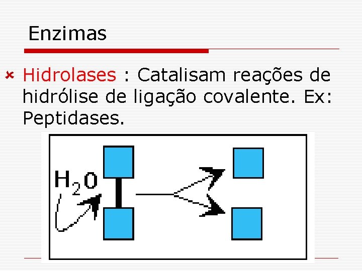 Enzimas û Hidrolases : Catalisam reações de hidrólise de ligação covalente. Ex: Peptidases. Enzimas û Hidrolases : Catalisam reações de hidrólise de ligação covalente. Ex: Peptidases.