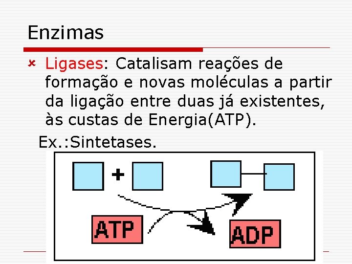 Enzimas û Ligases: Catalisam reações de formação e novas moléculas a partir da ligação Enzimas û Ligases: Catalisam reações de formação e novas moléculas a partir da ligação