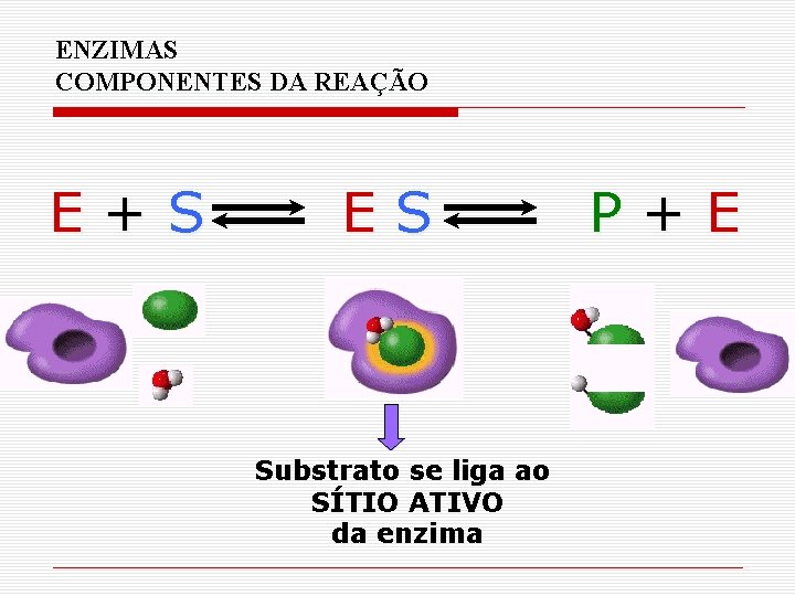 ENZIMAS COMPONENTES DA REAÇÃO E+S ES Substrato se liga ao SÍTIO ATIVO da enzima ENZIMAS COMPONENTES DA REAÇÃO E+S ES Substrato se liga ao SÍTIO ATIVO da enzima