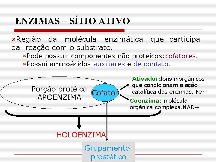 ENZIMAS – SÍTIO ATIVO ûRegião da molécula enzimática da reação com o substrato. que ENZIMAS – SÍTIO ATIVO ûRegião da molécula enzimática da reação com o substrato. que