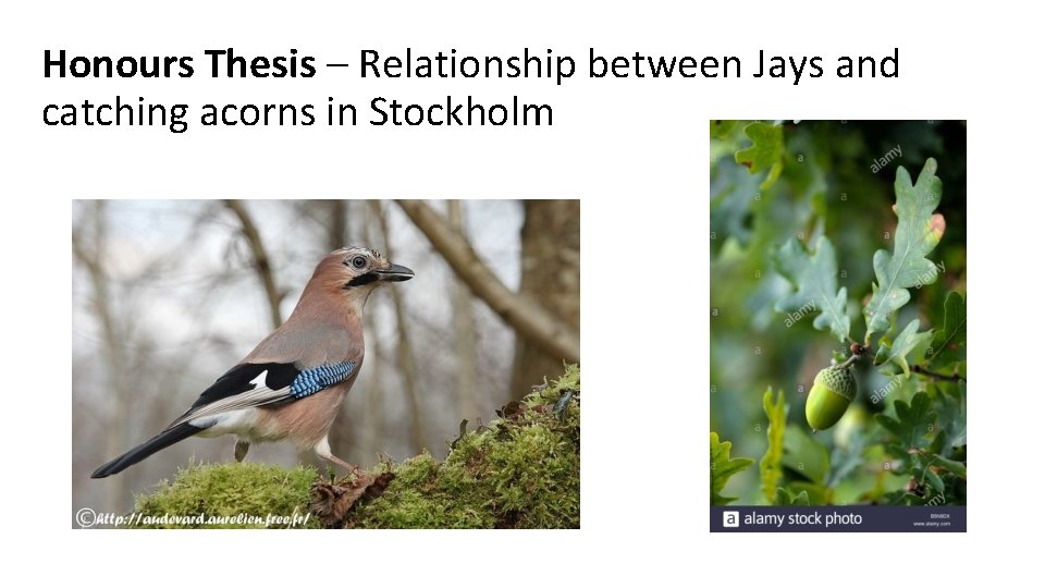 Honours Thesis – Relationship between Jays and catching acorns in Stockholm 