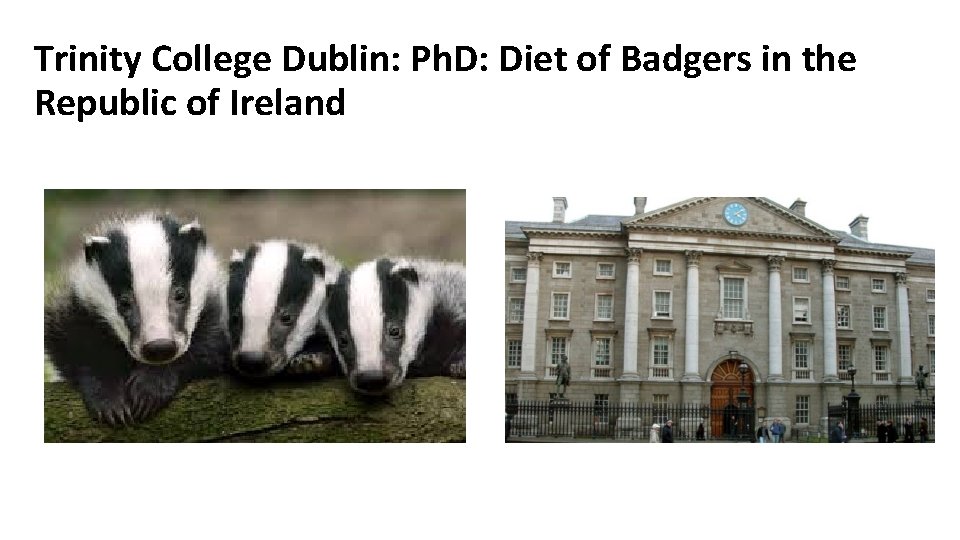 Trinity College Dublin: Ph. D: Diet of Badgers in the Republic of Ireland 