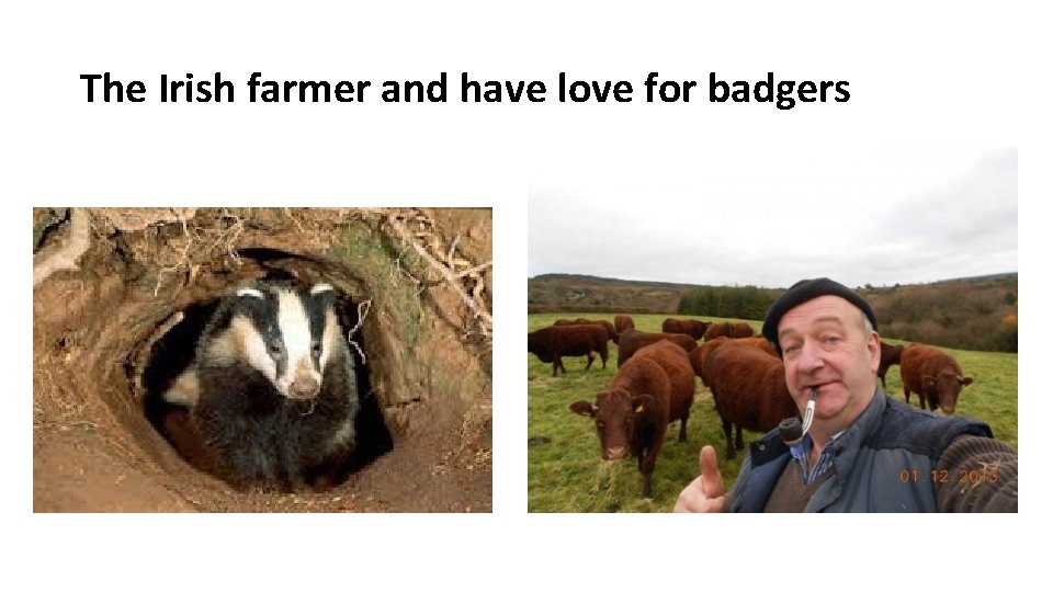 The Irish farmer and have love for badgers 