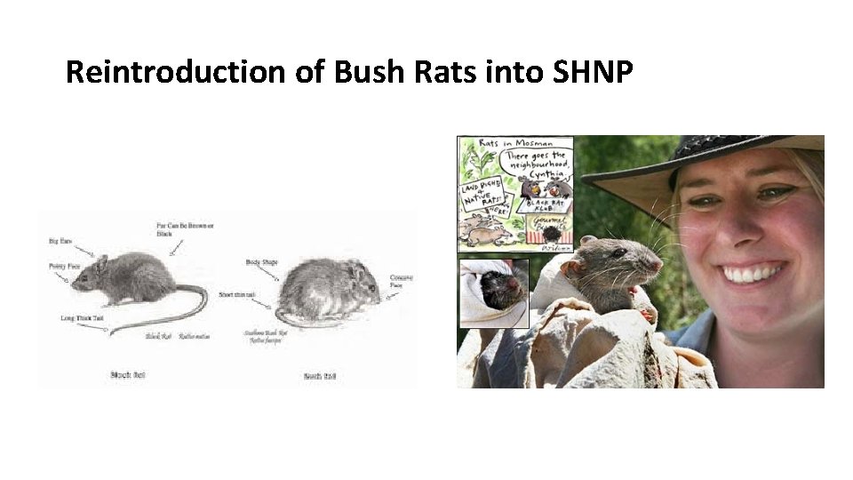 Reintroduction of Bush Rats into SHNP 