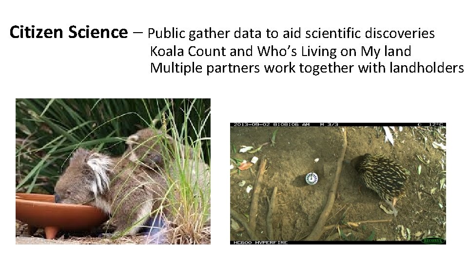 Citizen Science – Public gather data to aid scientific discoveries Koala Count and Who’s