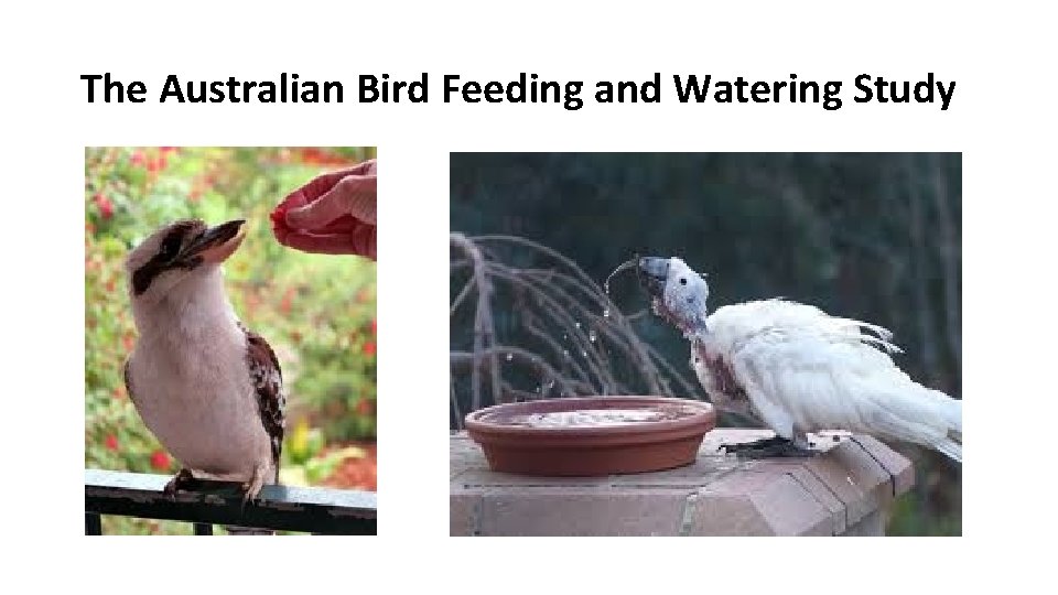 The Australian Bird Feeding and Watering Study 