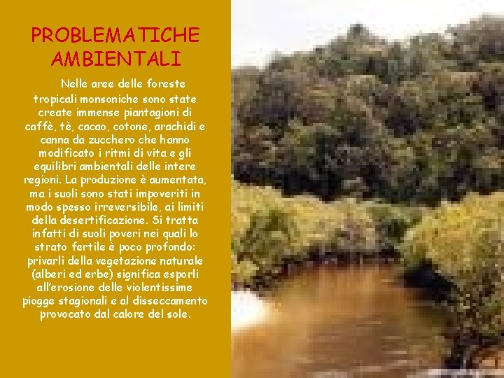 PROBLEMATICHE AMBIENTALI Nelle aree delle foreste tropicali monsoniche sono state create immense piantagioni di