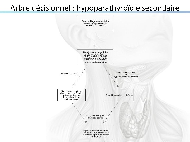 Arbre décisionnel : hypoparathyroïdie secondaire 