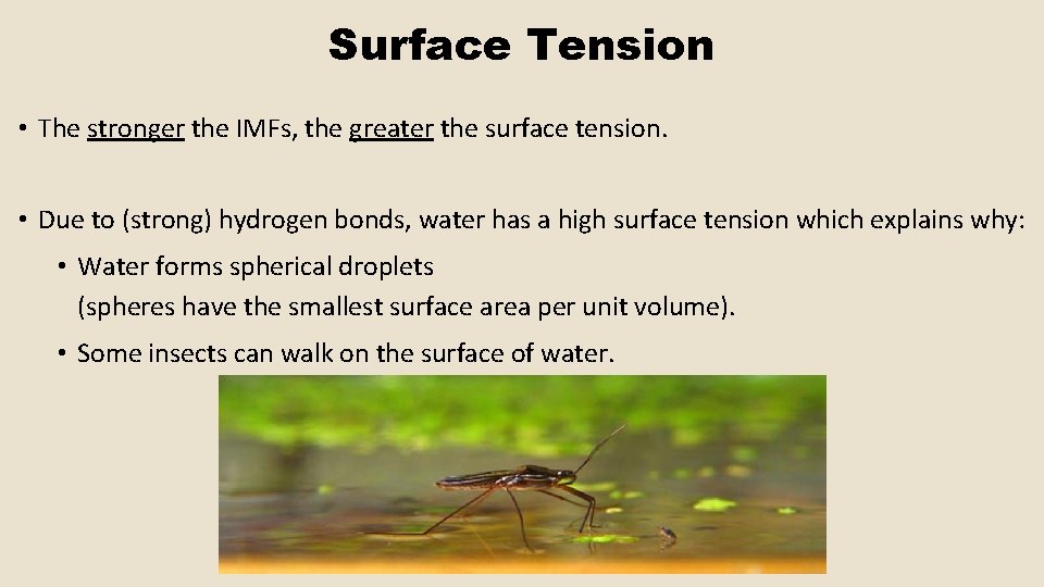 Surface Tension • The stronger the IMFs, the greater the surface tension. • Due