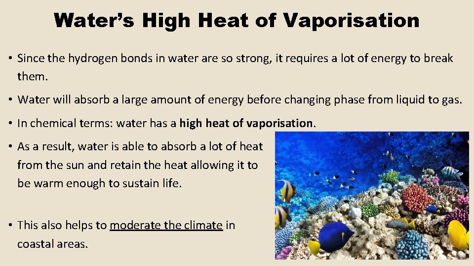 Water’s High Heat of Vaporisation • Since the hydrogen bonds in water are so