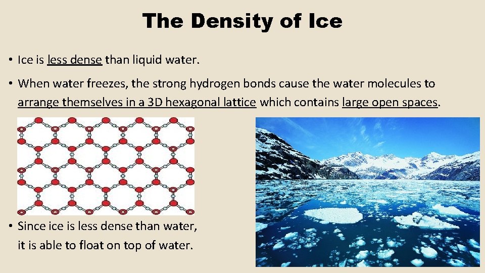 The Density of Ice • Ice is less dense than liquid water. • When