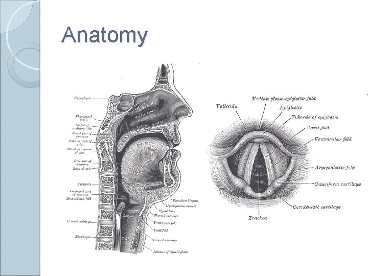 Anatomy 