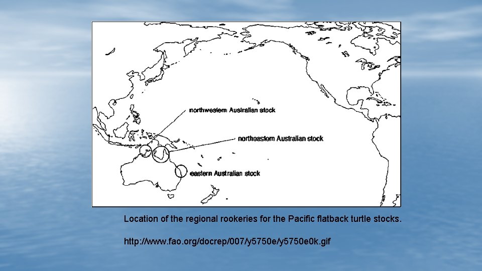 Location of the regional rookeries for the Pacific flatback turtle stocks. http: //www. fao.