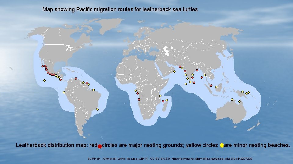 Map showing Pacific migration routes for leatherback sea turtles Leatherback distribution map: red circles