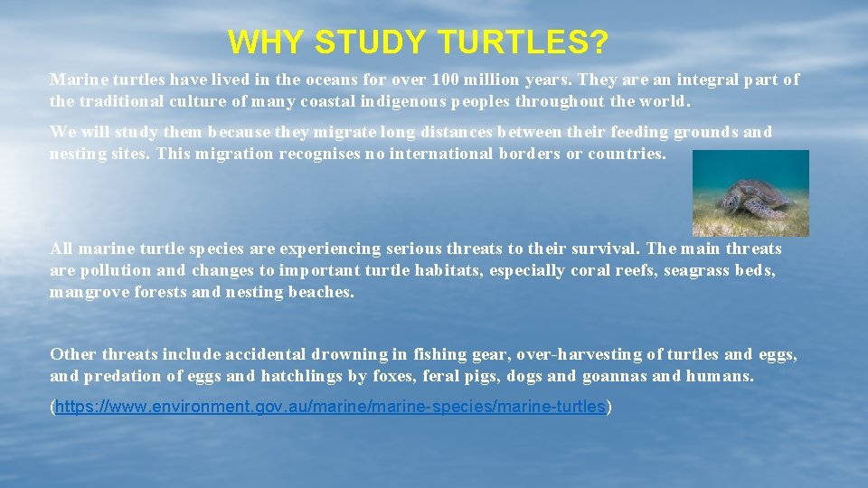 WHY STUDY TURTLES? Marine turtles have lived in the oceans for over 100 million