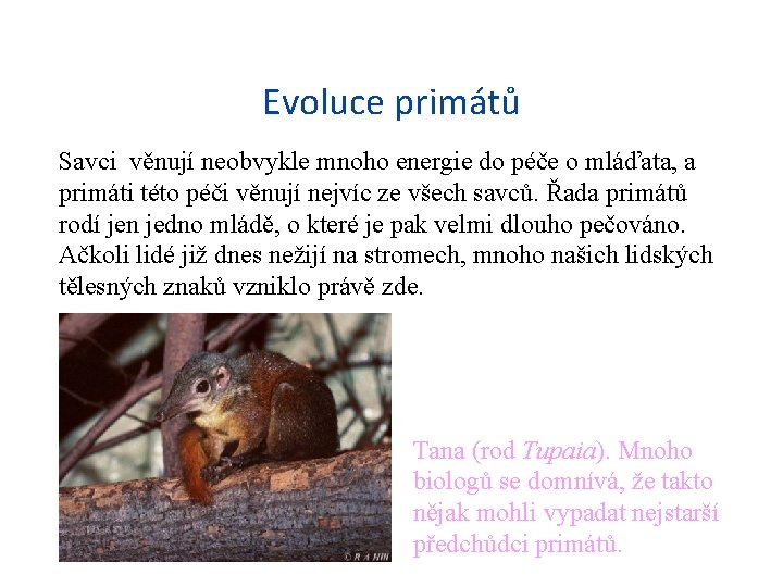 Evoluce primátů Savci věnují neobvykle mnoho energie do péče o mláďata, a primáti této