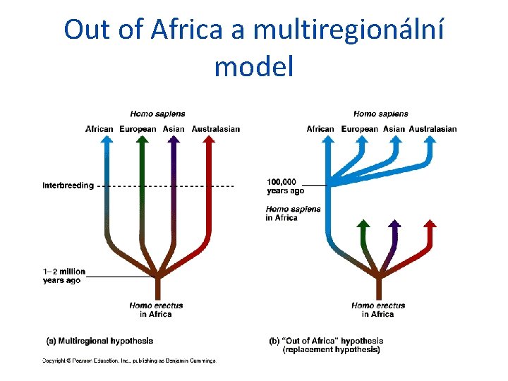 Out of Africa a multiregionální model 