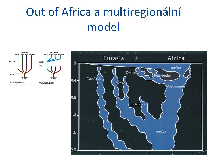 Out of Africa a multiregionální model 
