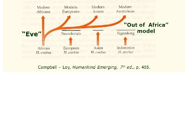 Out of Africa a multiregionální model 