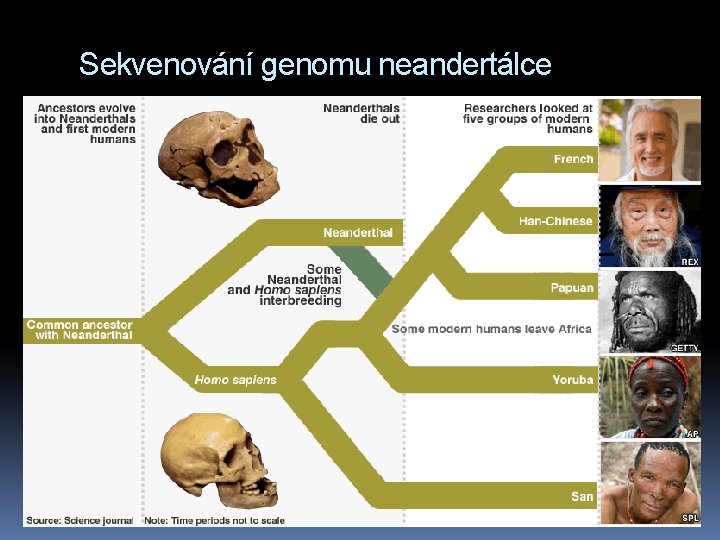 Sekvenování genomu neandertálce 