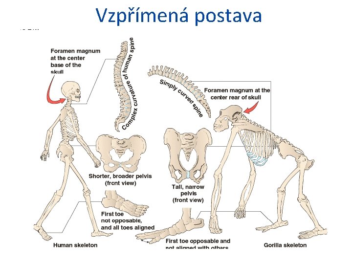 Vzpřímená postava 