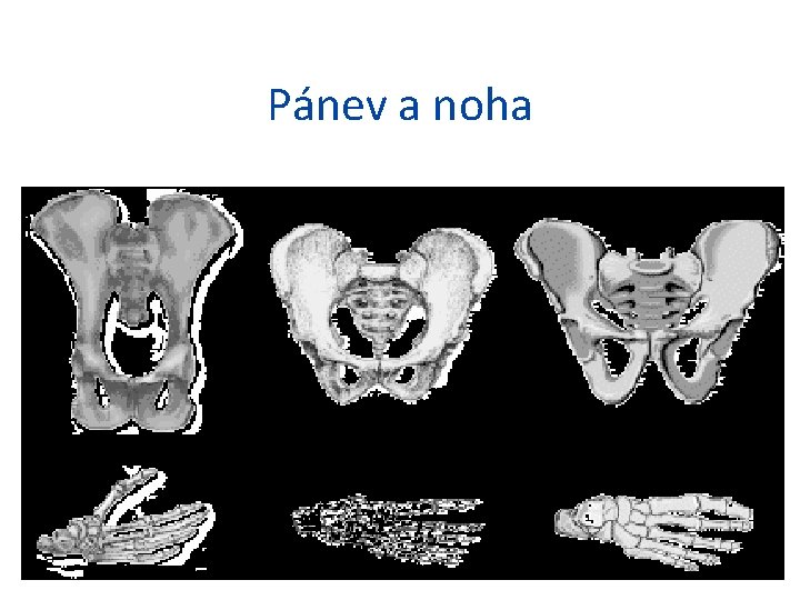 Pánev a noha 